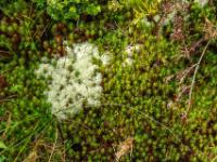 Teppich aus Moosen und Flechten - Pico